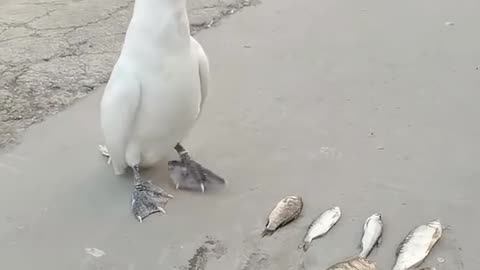 Pelican Unique Feeding Behavior