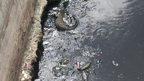 Scary water lizard in the canals of Bangkok