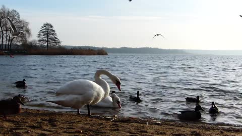 birds, swans and fish