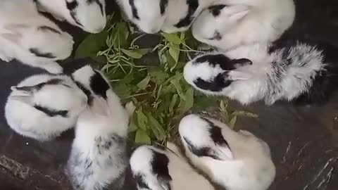 Rabbits circle