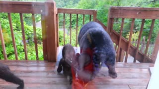 Mother bear and four cubs pay family a visit