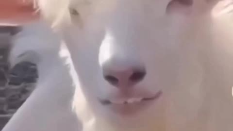 Goat killing smile 😁😁😁