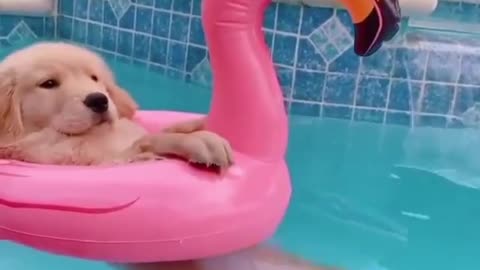 The puppy is happily swimming in the swimming pool Saturday vibes 😎☀️ Video