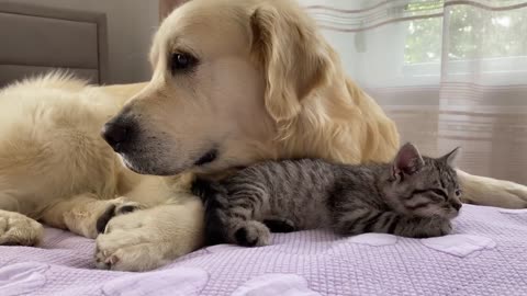 Golden Retriever and Baby Kitten Become Friends