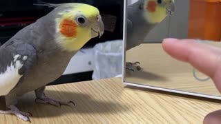 The cockatiel bird sings in front of the mirror and makes funny and wonderful moves with its owner