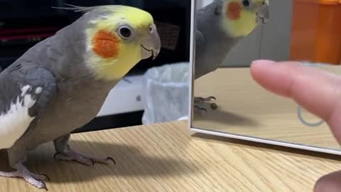 The cockatiel bird sings in front of the mirror and makes funny and wonderful moves with its owner