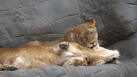 lions caressing