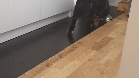 Bernese Mountain dog trying a new strategy to get his food bowl full