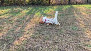 Cute Husky Playing with Dog