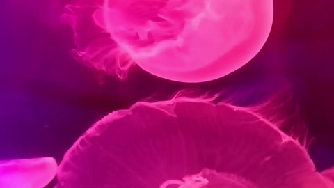 WATER INK EFFECT ASMR pink jellyfish