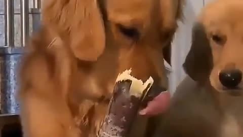 A funny good dog feeds her puppy