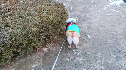 The dog takes a walk around