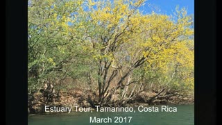 Tamarindo Estuary Tour, Costa Rica, March 2017