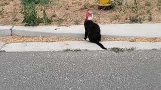 Helping the Cat Out of the Bag