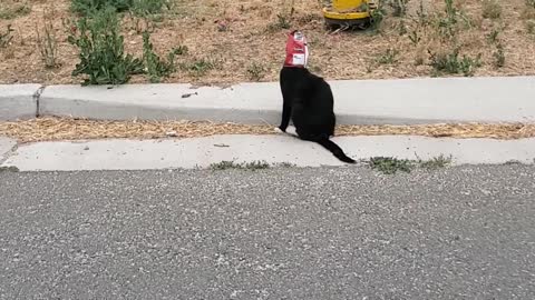 Helping the Cat Out of the Bag