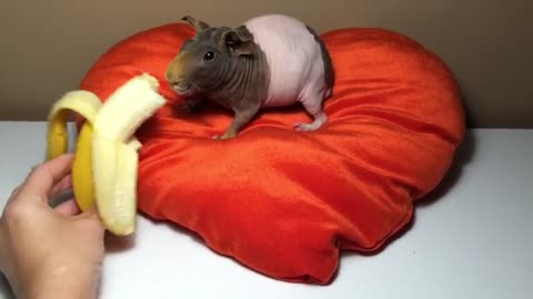 Hairless guinea pig snacks on banana