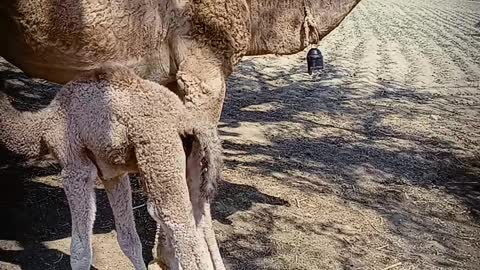 The camel was feeding her baby. A baby camel is drinking milk. A camel from a rural environment. Mountain camels of Arabic descent. The camel calf of Arabic descent. Beautiful view