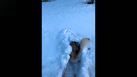 A Dog digging in the snow