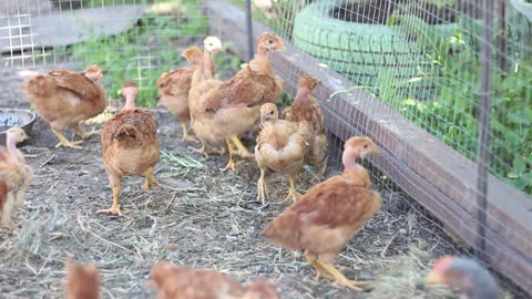 Beautiful Chicken Farm - Beautiful Hens Farm