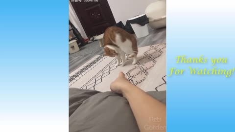 😍 Cute Cats and Funny Dogs Videos Compilation 2021 😍