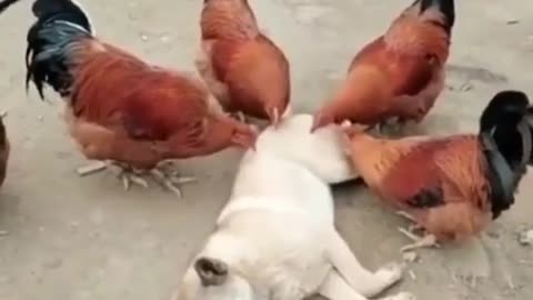 When Dog Having Chickens Treatment