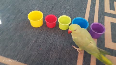 Super smart parrot knows his colors
