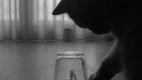 Cat fascinated by fly trapped under glass