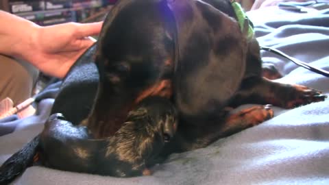 Dachshund In Labour Gives Birth During Welping, A Touching Experience