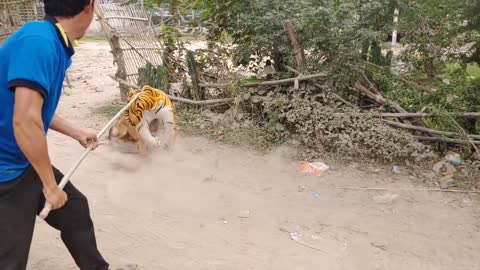 wow nice! fake tiger prank dog funny action 2021