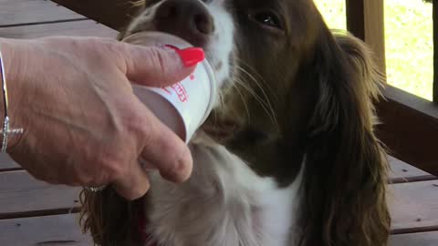 Dixie Eating IceCream