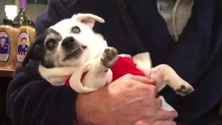 Dog Doesn't Like When Grandpa Touches Her Paws