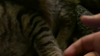 Cute cat holding hands