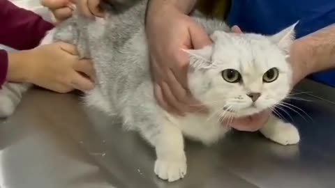 Cute cat is on doctor clinic 😜☺️
