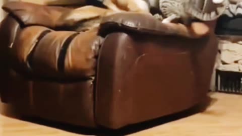 Cute Cat slaps Dog: funny video