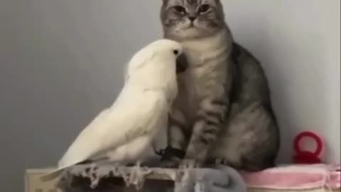 MUST WATCH: The Toxic Parrot And The Cutest Cat❤️😂😂😂😂😂