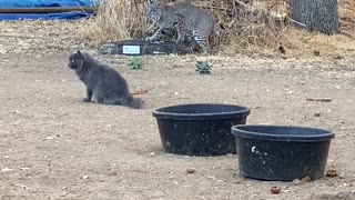 Bobcat, kitty cat, and squirrel