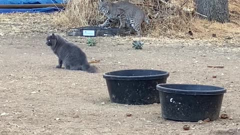 Bobcat, kitty cat, and squirrel