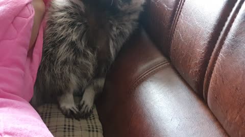 Raccoon with peekaboo