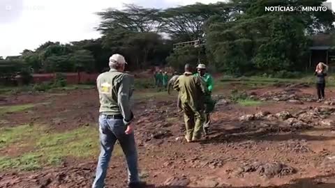 Filhote de elefante prematuro é resgatado de helicóptero