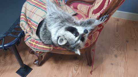 Raccoon is lying comfortably in a chair.