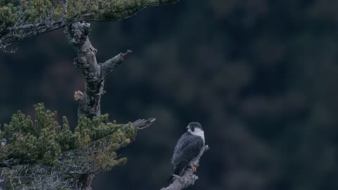 Peregrine Falcon Calling - The fastest bird in the world - Bird Sound/Call - Natural Song