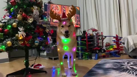 Festive Shiba Inu is definitely ready for Christmas