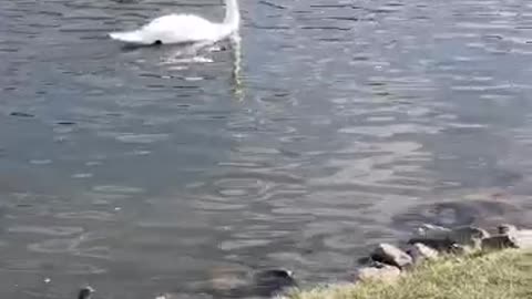 The swan is grace itself