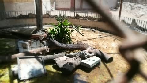 Sneaky Crocodile Fakes His Sleep In Front Of Visitors