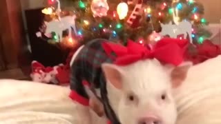 Christmas Pig and Pug Pajama Party