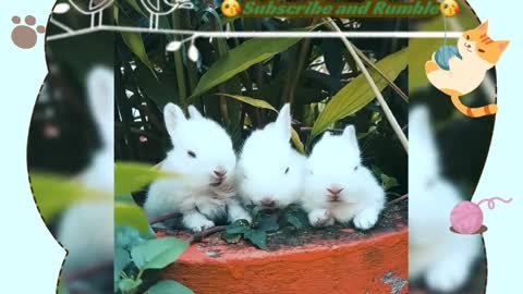 Three cute rabbits eat plants in awsome view