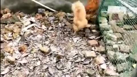 Pelea de perros y Gallos IMPOSIBLE NO REIR!!