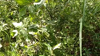 picking blueberries in a pine forest