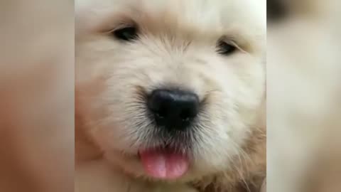 Funny and Adorable puppies that will make your day!! ❤️🐶