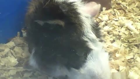 Abyssinian guinea pig just wants to relax, very pretty! [Nature & Animals]